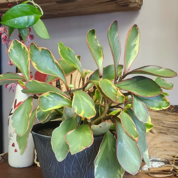 Potted variegated plant with broad green leaves edged in pink