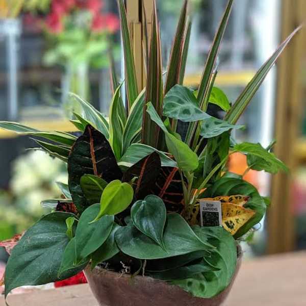 Mixed tropical houseplant arrangement in a ceramic bowl