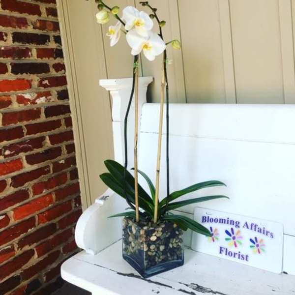 Orchids and River Rock