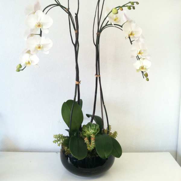 White orchids in a black bowl planter with succulents