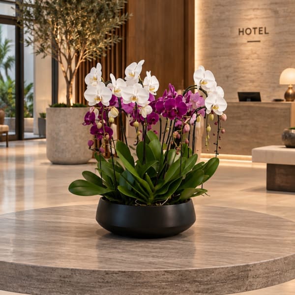 Potted white and purple orchids in a black bowl planter