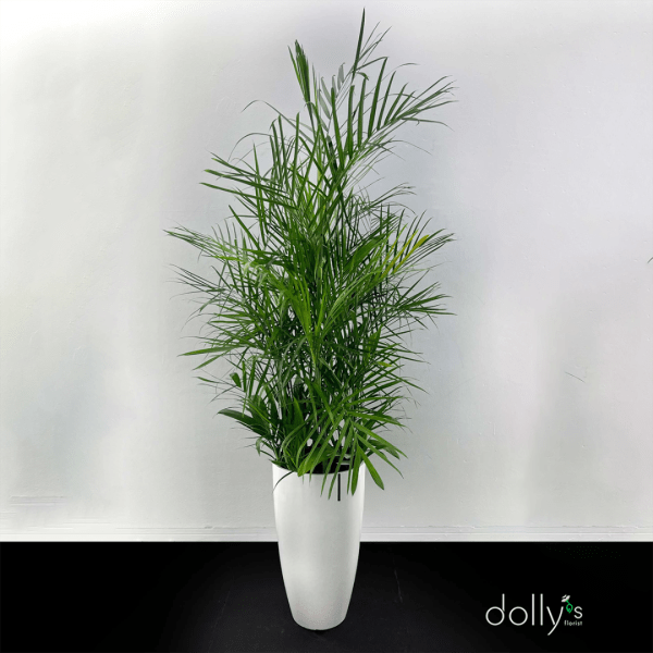 Tall potted palm plant in a white planter