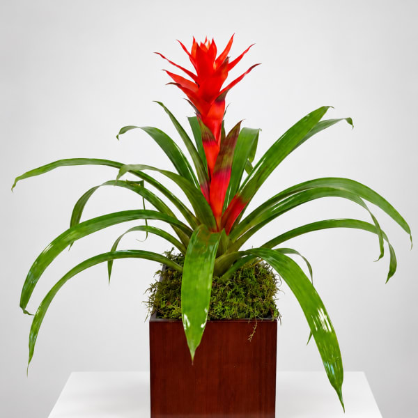 Red bromeliad plant in a square wooden planter