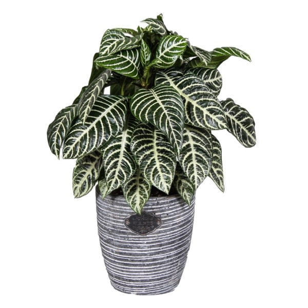 Potted plant with dark green striped leaves in a textured gray container