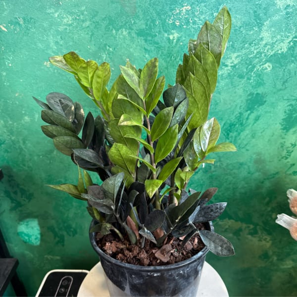 Potted ZZ plant with glossy green and dark leaves in a black nursery pot