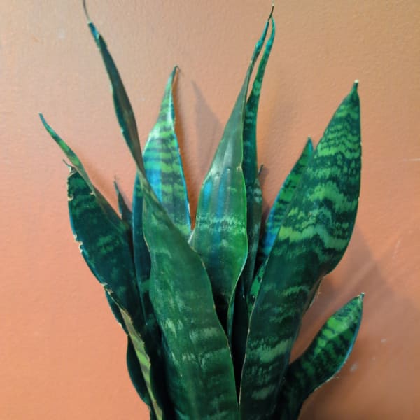 Potted snake plant with tall striped green leaves