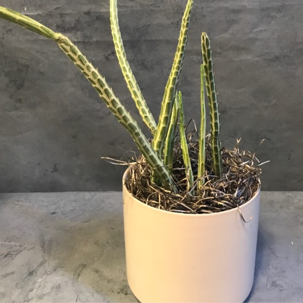 Potted snake plant with tall striped leaves in a white planter
