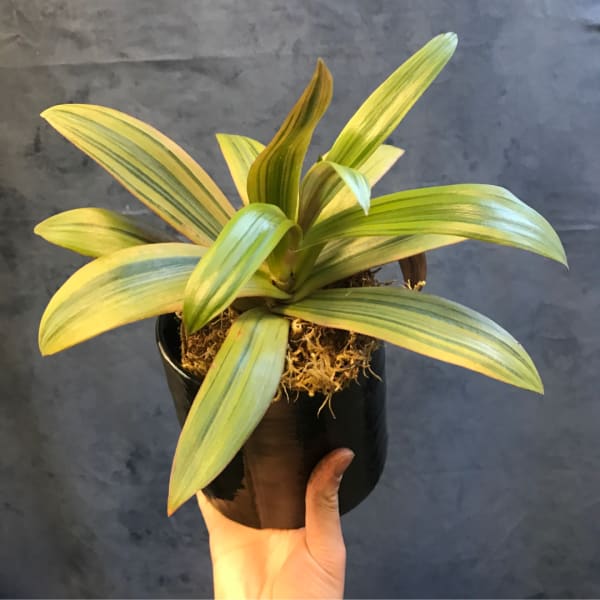 Potted variegated green and yellow plant in a black container