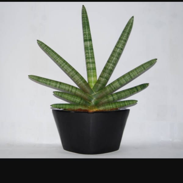 Potted succulent with long striped leaves in a black planter
