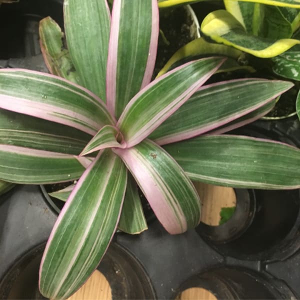 Variegated potted plant with green and pink striped leaves