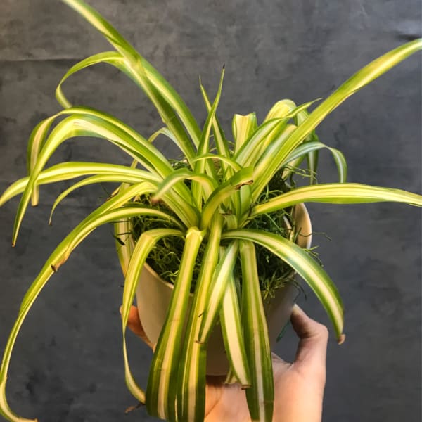 Potted spider plant with long striped leaves in a white pot