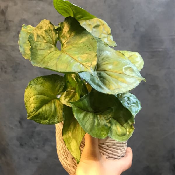 Potted plant with large green leaves in a patterned container
