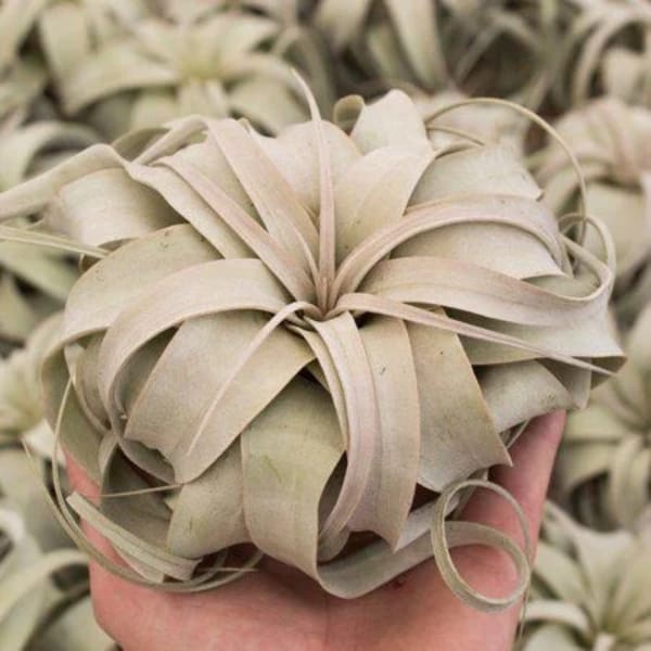 Hand holding a pale air plant with layered leaves