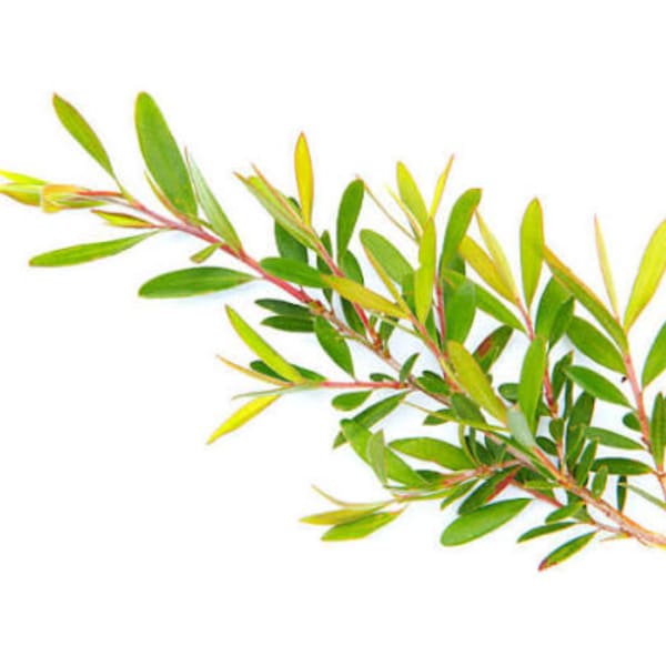 Branch with narrow green and yellow leaves on a white background