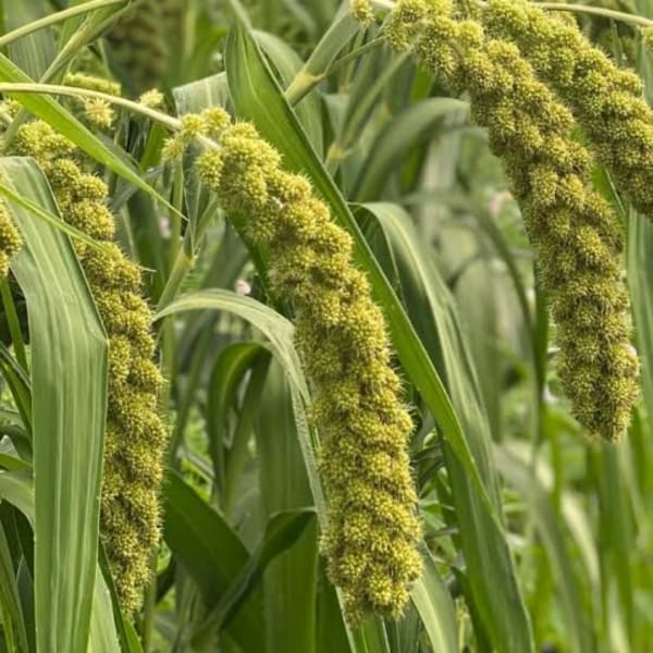 Close-up of green millet seed heads in a field