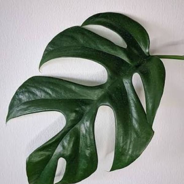 Single large split-leaf monstera leaf on a white background
