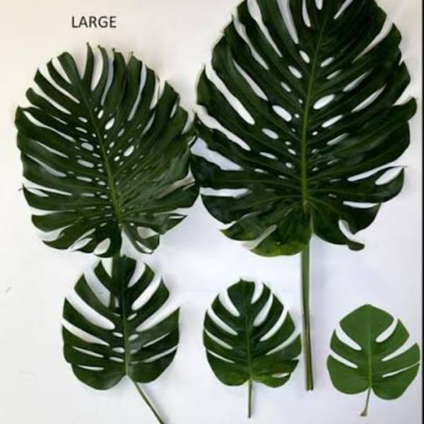 Five large split tropical leaves arranged on a white background