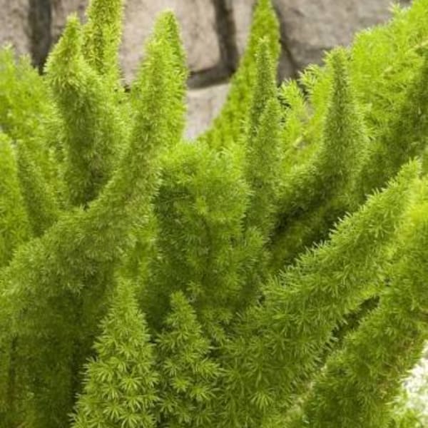 Bright green feathery fern fronds filling the frame