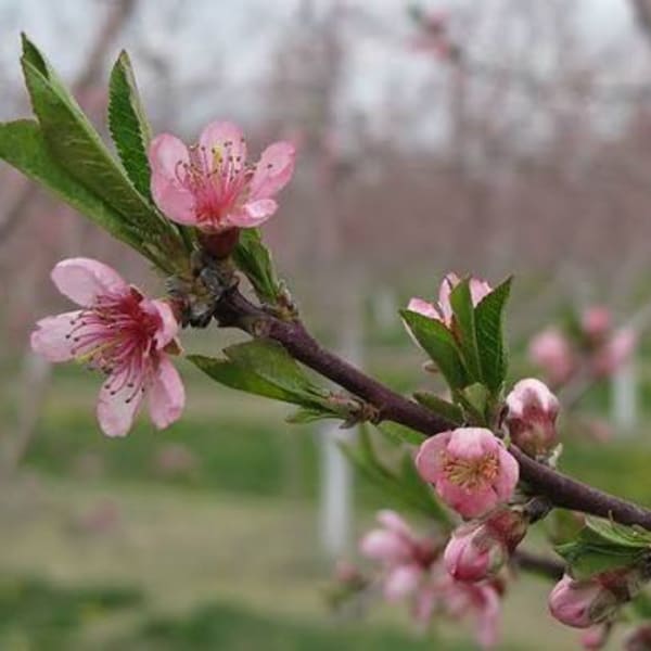 Pink blossoms on a branch with green leaves