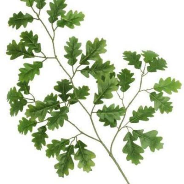Green leafy branch on a white background