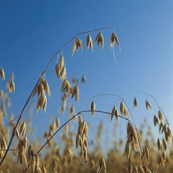 Close-up of oat seed heads against a blue sky