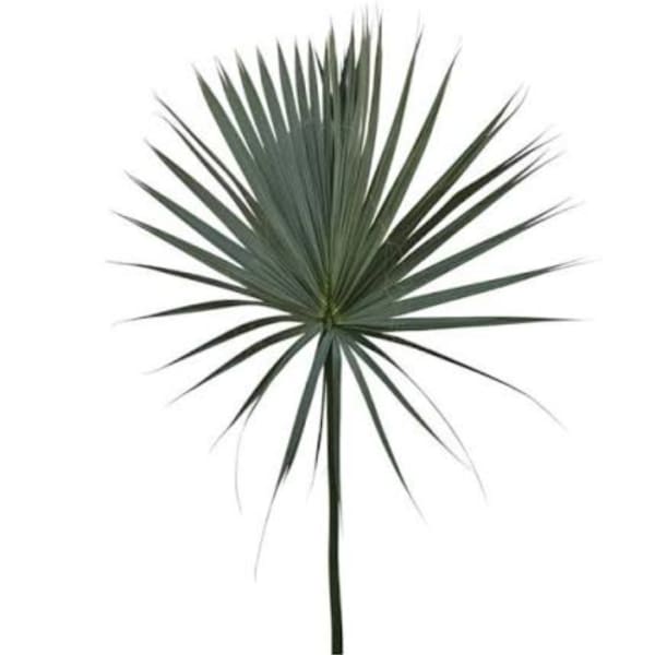 Single fan palm frond on a white background