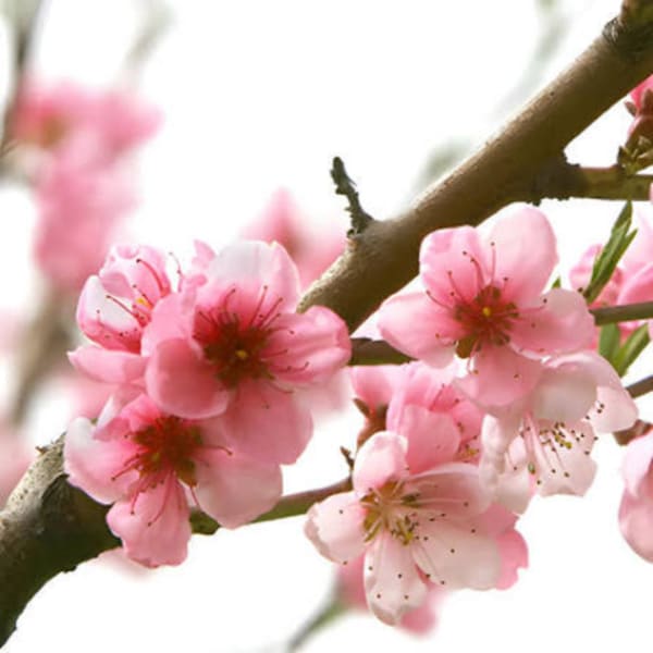 Pink blossoms on a tree branch against a bright background