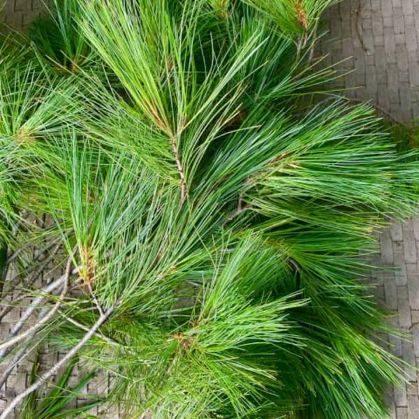 Bundle of long green pine branches on a paved surface