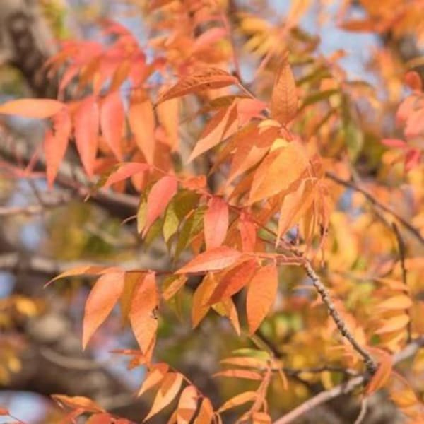 Orange autumn leaves on tree branches