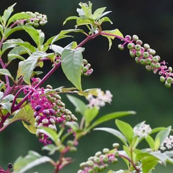 Branch with green leaves and clusters of pink-purple berries
