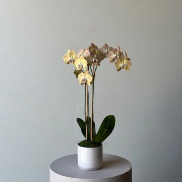 Potted orchid with pale yellow blooms in a white planter