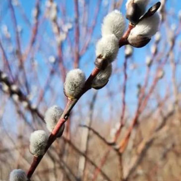 Branch with fuzzy pussy willow catkins against a blue sky