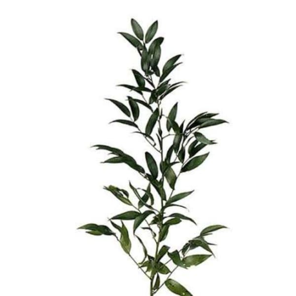 Single leafy stem with narrow dark green leaves on a white background