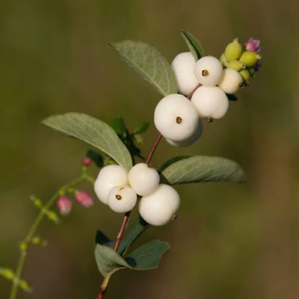 Branch with white berries and green leaves against a blurred background