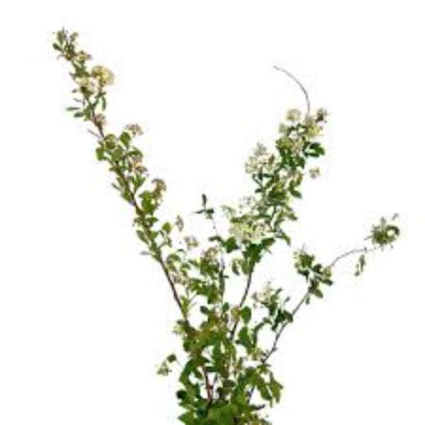 Branching floral stems with small white blossoms on a white background