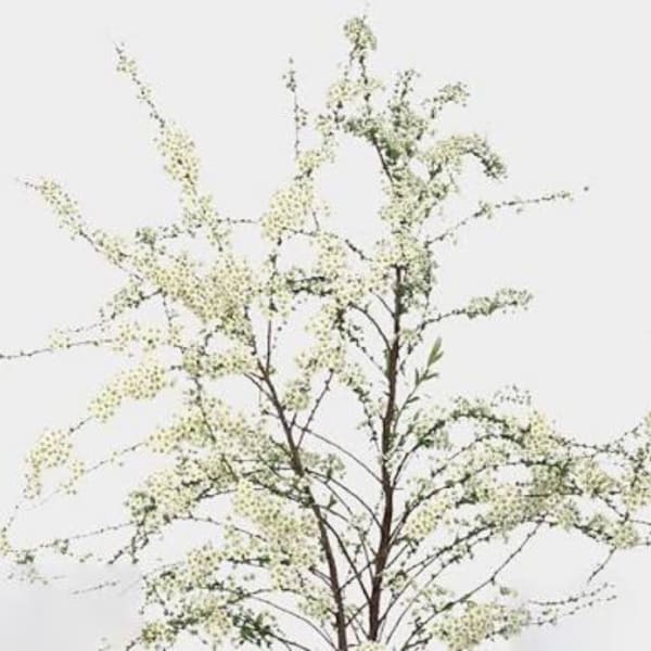 Branching stems with tiny white blossoms against a plain background