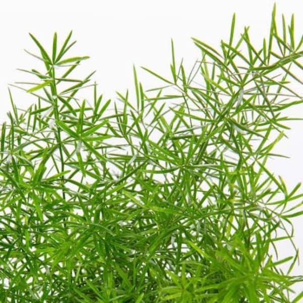 Close-up of a green leafy plant with thin, needle-like foliage