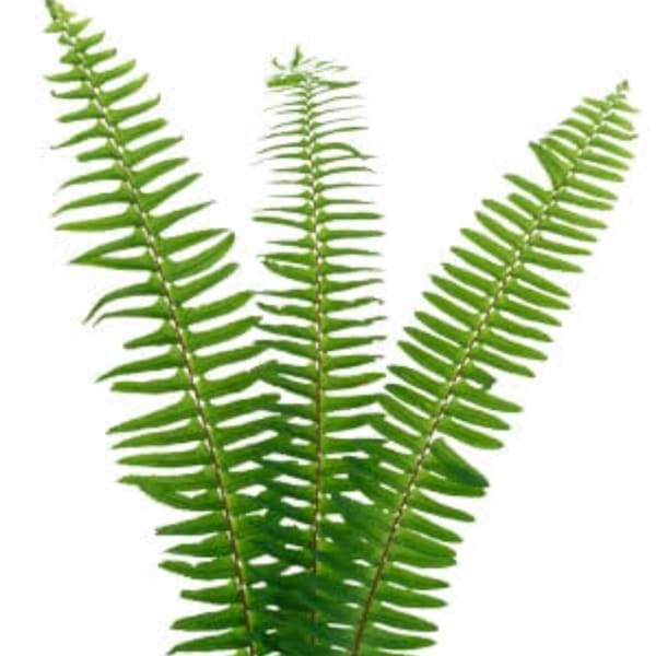 Three green fern fronds on a white background