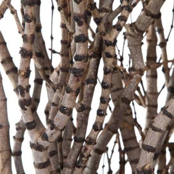 Close-up of bundled brown decorative branches with dark banding