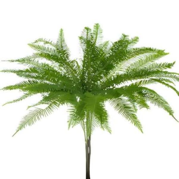 Potted fern plant with arching fronds on a white background