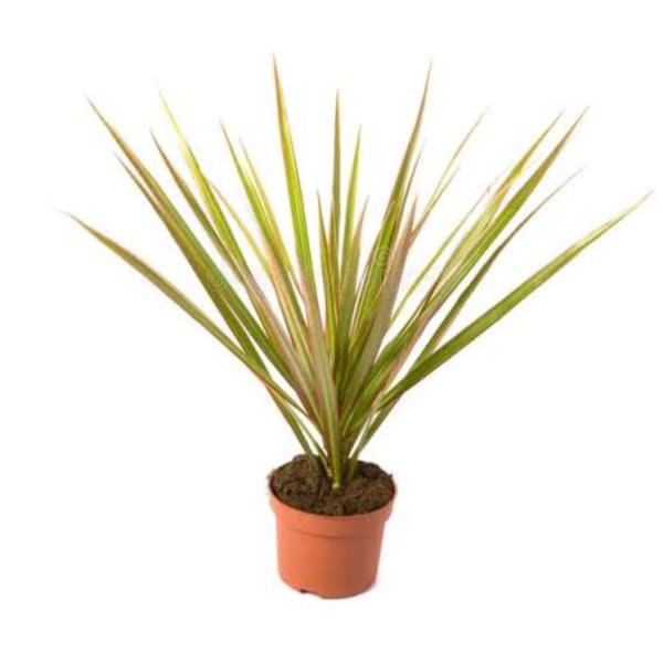 Potted spiky green plant in a terracotta pot