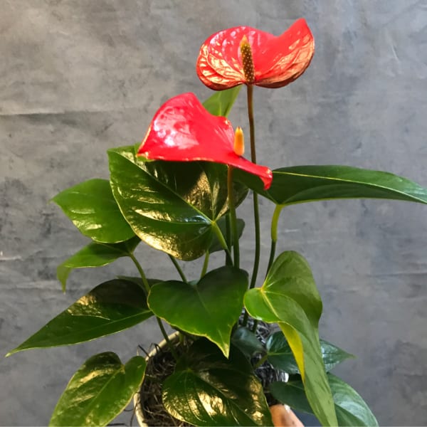 Potted anthurium plant with red flowers and glossy green leaves