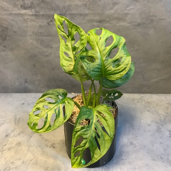 Potted monstera adansonii plant in a black container