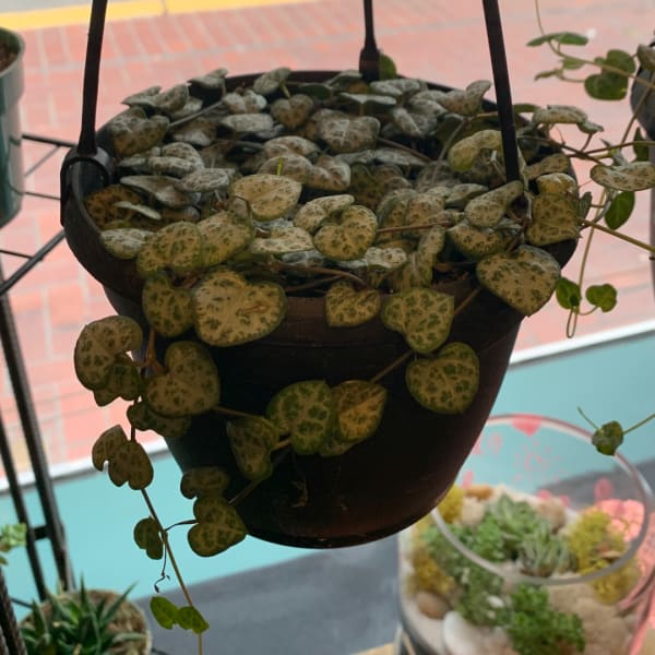 Trailing variegated heart-shaped plant in a hanging pot