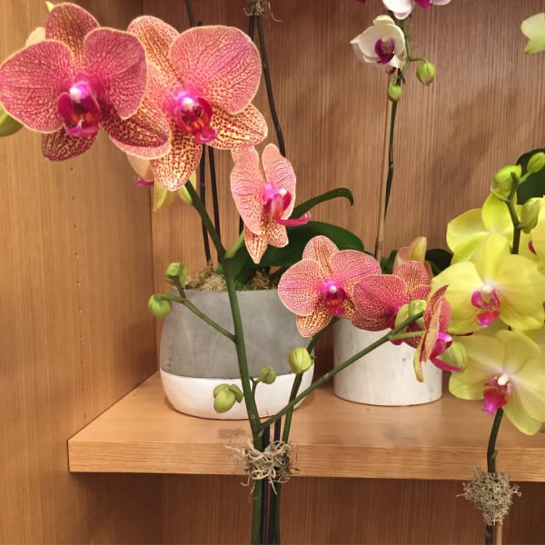 Potted orchids with pink-speckled and yellow blooms on display