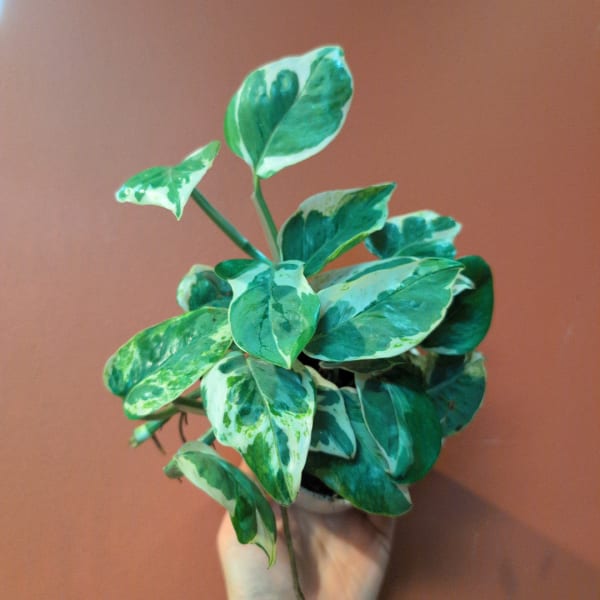 Handheld variegated green houseplant in a small pot