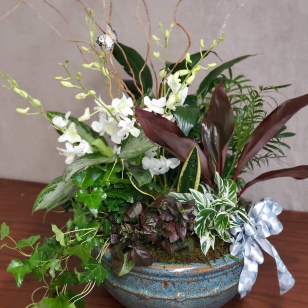 White orchid arrangement in a blue ceramic bowl with mixed foliage and ribbon