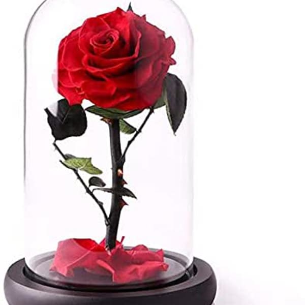 Single red rose under a glass dome on a dark base
