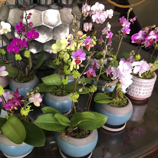 Small potted orchids in blue and pink ceramic containers