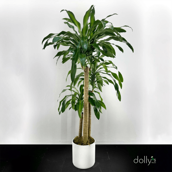 Tall potted dracaena plant in a white container